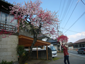 なんとも不思議でかわいい2色の桜！　ということで、帰り道、車を止めて撮影！後日、石田さんが調べたところ「ハナモモという桃の木で、源平咲きという咲き方」とのこと。