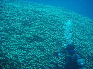 56ページの巨大なコモンシコロサンゴを撮影する杉森カメラマン。本当に大きいサンゴです！