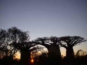朝方３時３０出発でバオバブの木を撮影にいきました。眠い目をこすりながら。でも朝焼けに照らされる姿は昼間や夕方ともまた表情が違い幻想的でした。 