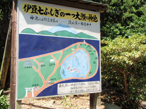 大瀬崎の神池は、「伊豆七不思議」の1つ。標高は1〜2m、海のすぐそばにあるのに水は真水。富士山の伏流水が湧き出ているともいわれているが、実際のところは謎らしい。 伊豆の七不思議についてはこちらへ